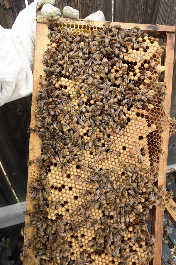 Bees Capped Brood