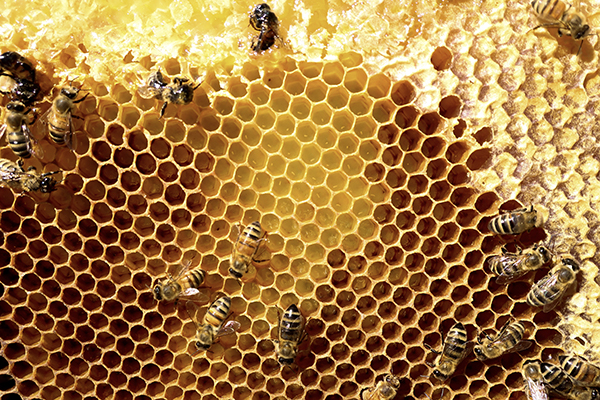 Bee Eggs