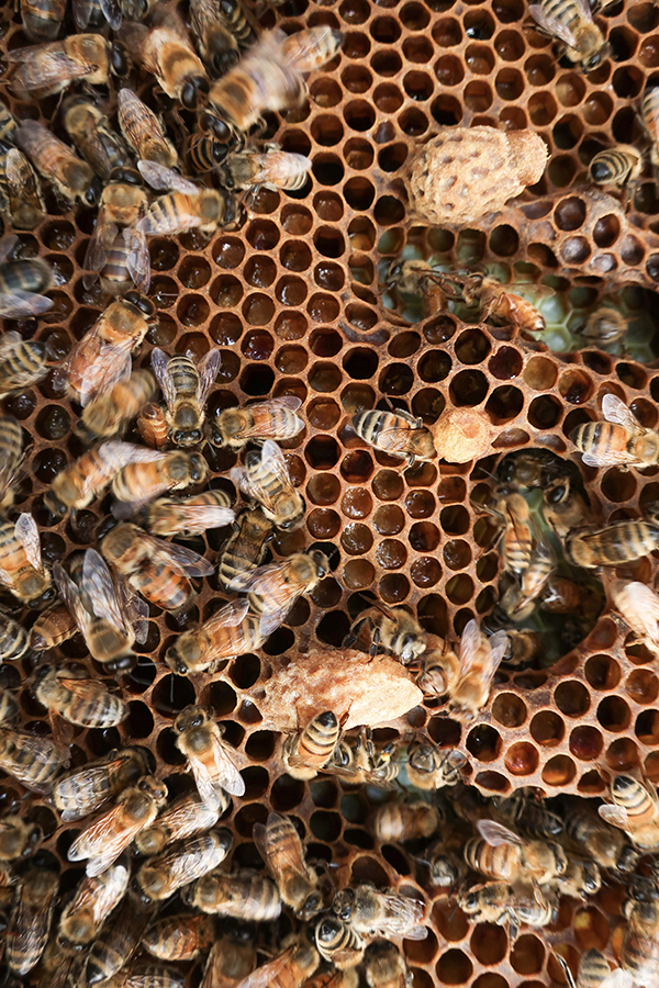 Bees Queen Cell Supercedure