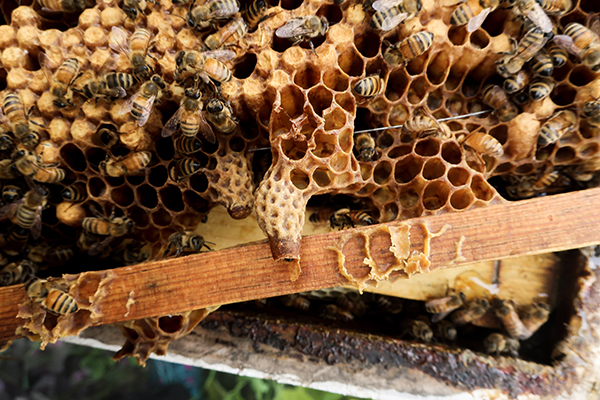 Bees Queen Cell Swarm