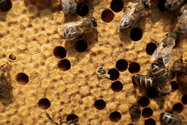Bee emerging from brood closeup