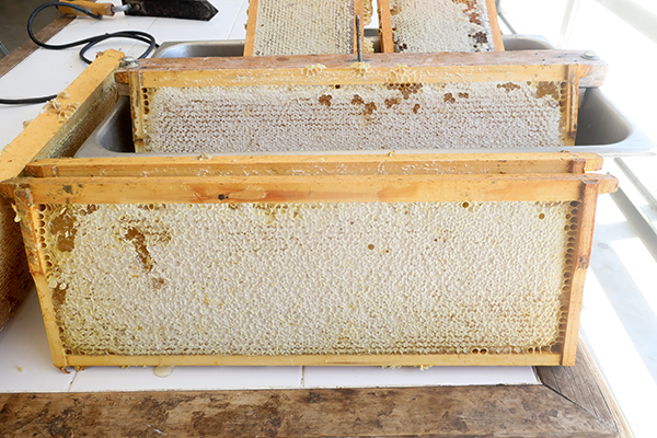 Bees full honey frames