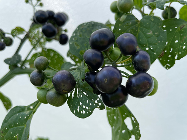 Black Nightshade berries