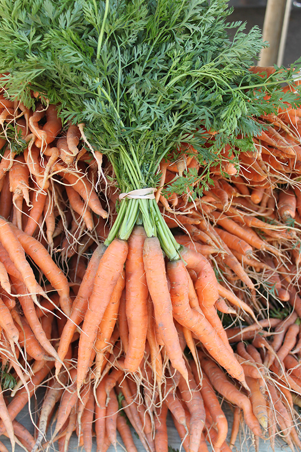 One bunch of carrots on top of a big pile of bunched carrots