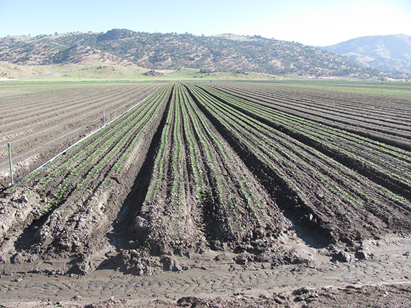 Seeded Carrot Field