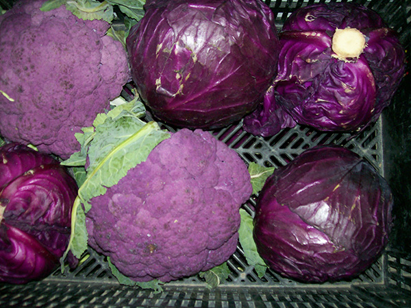 Purple Cauliflowers and Red Cabbage in basket