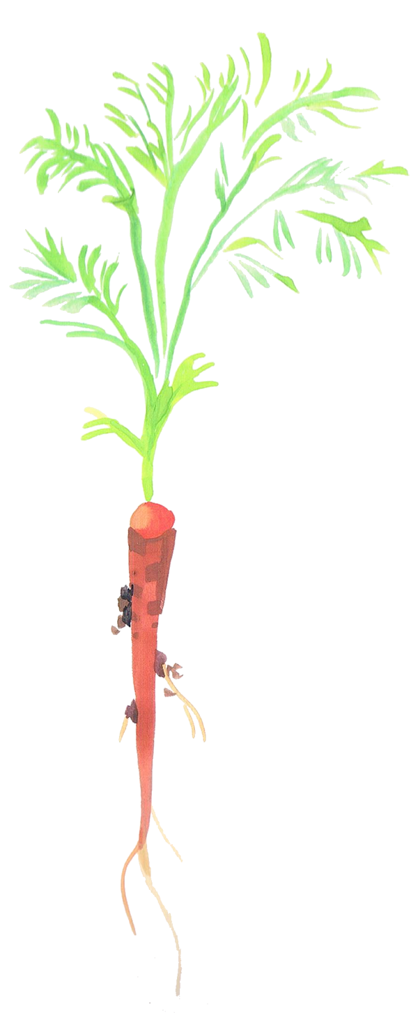 A single orange carrot with yellow green tops attatched. Clumps of dirt cling to the carrots roots.