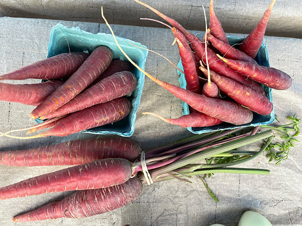 Harvested Red Carrots