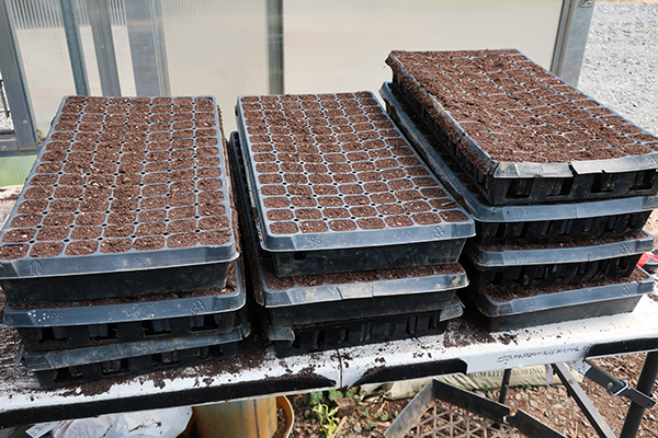Cell trays filled with soil
