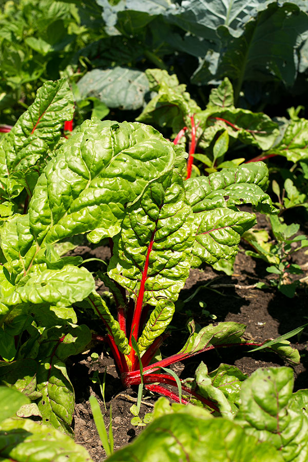Rainbow Chard Growing the field