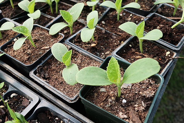 Cucumber seedlings in pots