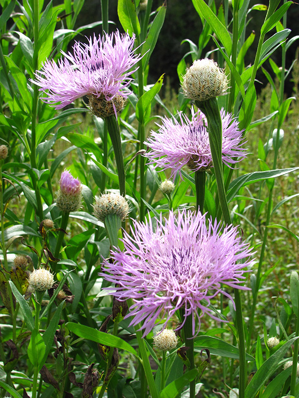 Sweet Sultan Flowers in Field