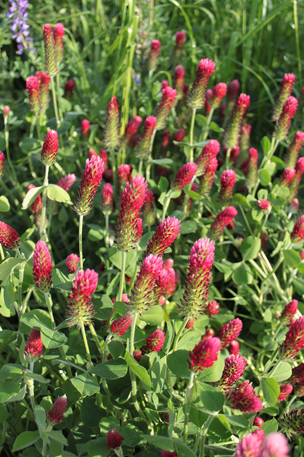 Group of Crimson Clover Flowers