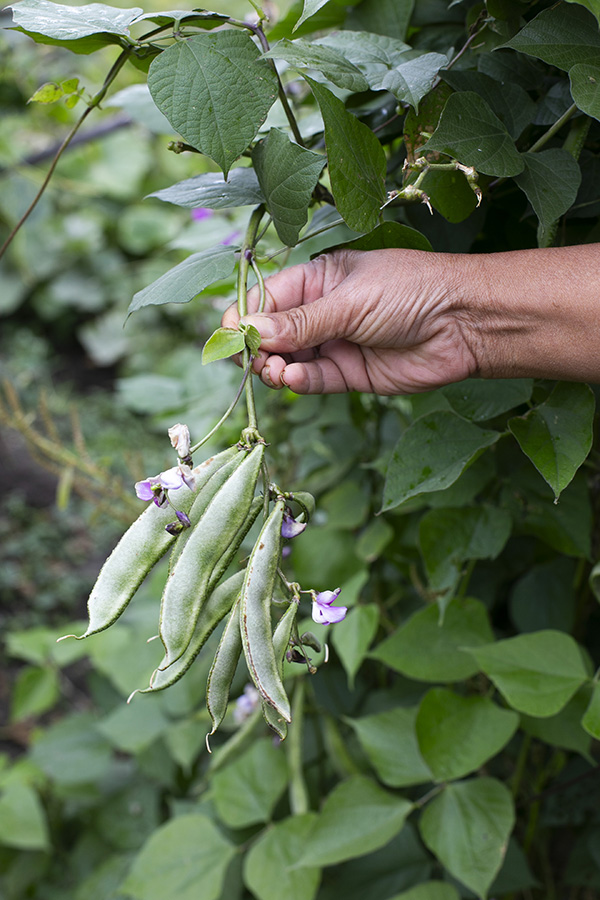 A farmer's hand holding a small bunch of asian peas