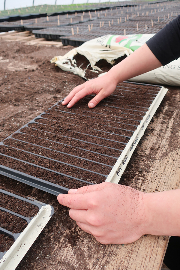 Filling a slot tray in greenhouse