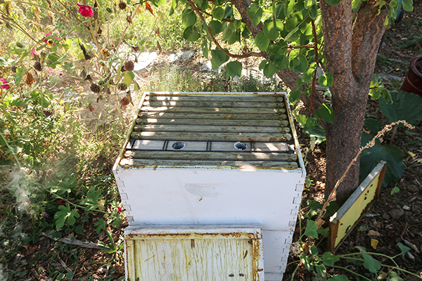 Frame feeder in a beehive