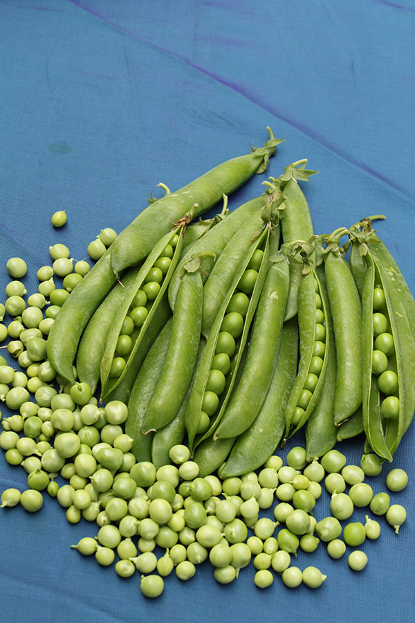 Green Arrow Shell Pea pods and peas on a blue background