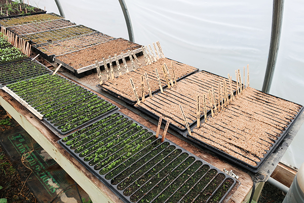 Greenhouse bench with slot trays