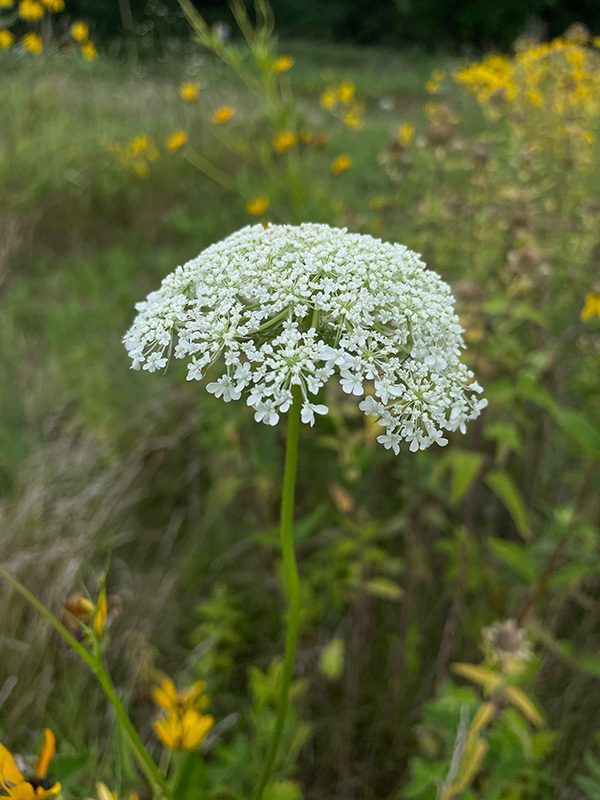 Ground Elder in Flower