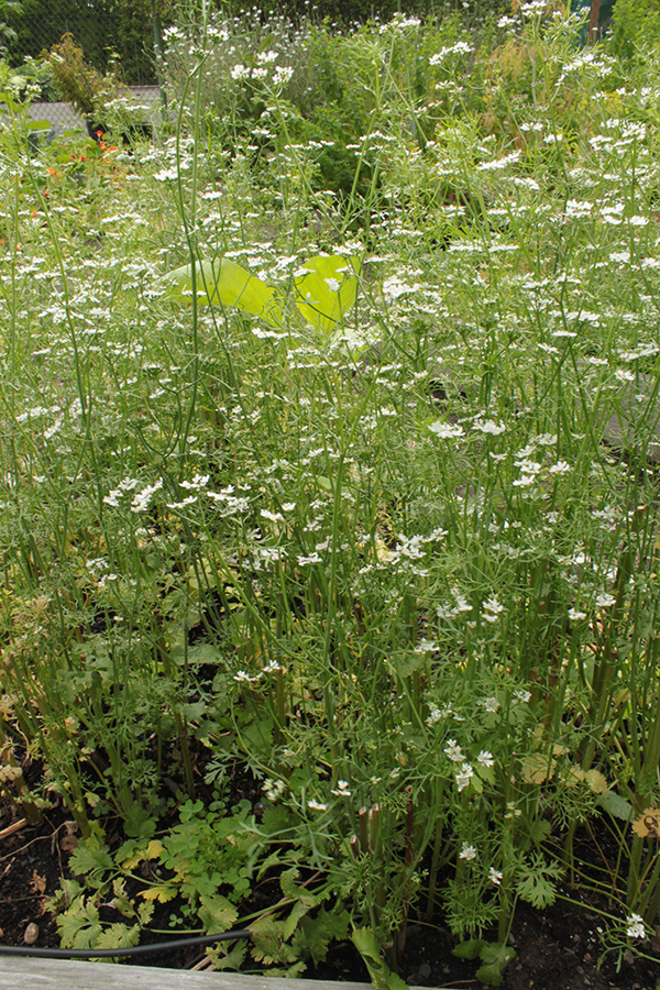 Flowering Cilantro