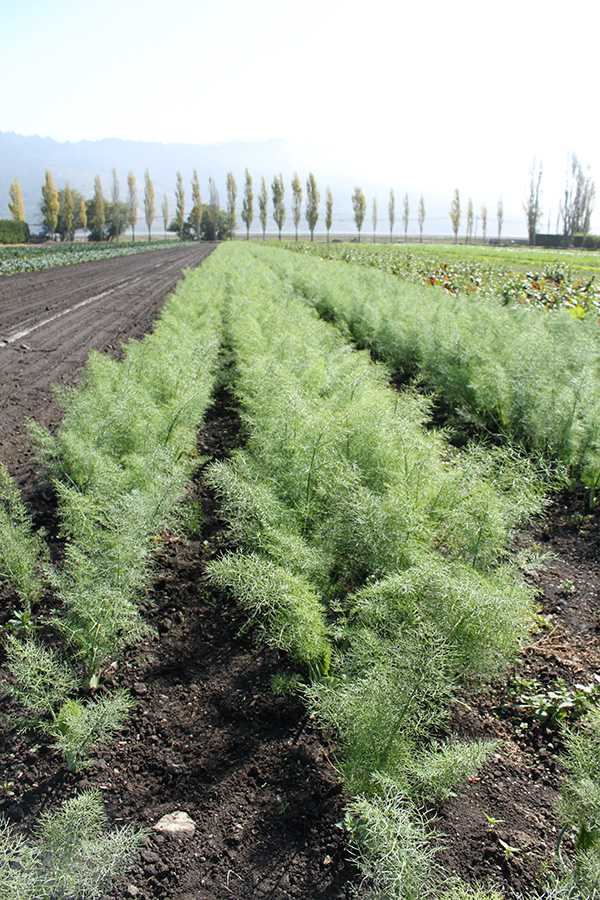 Field of Dill Crops