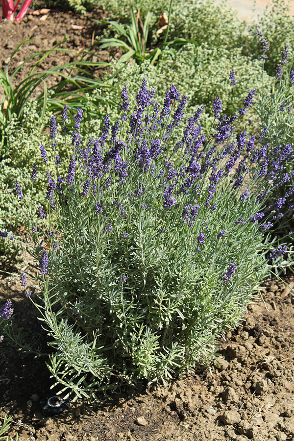 Lavender Plant (vertical)