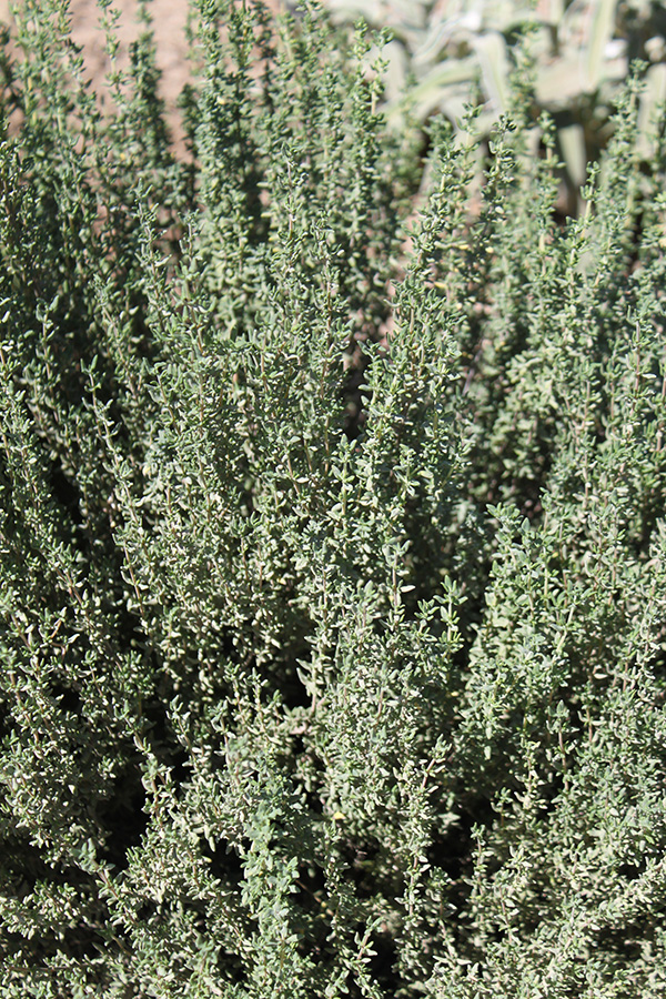 Thyme Plant (vertical)