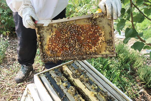 Hive Inspection removing a frame