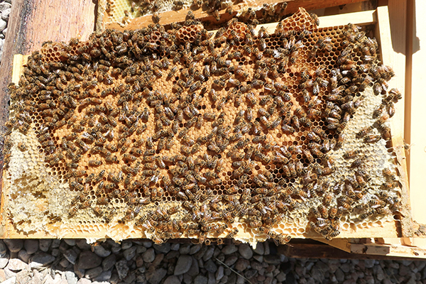Hive inspection frame with bees, capped brood and honey
