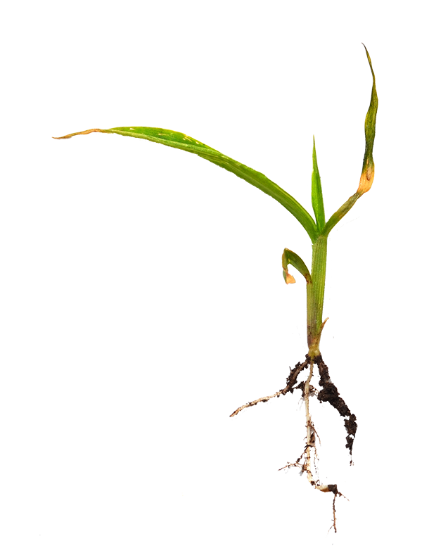 Johnson Grass Seedling. Photo of a common weed, no background.