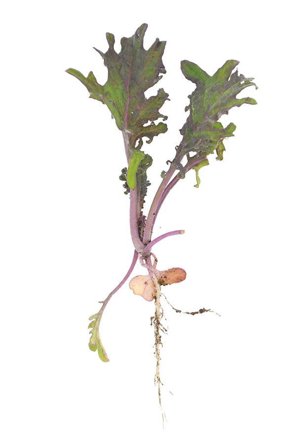 Kale Seedling