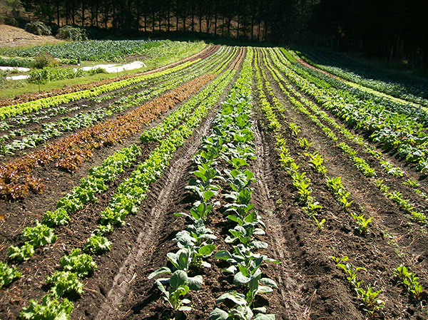 Colorful Lettuce Field