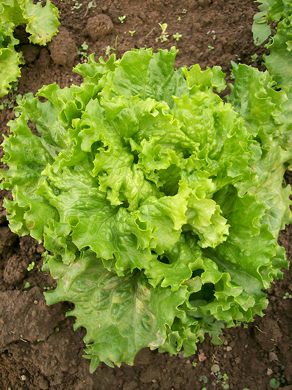 Bergham Lettuce Head