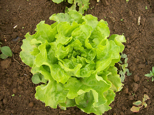 Captaine Lettuce Head