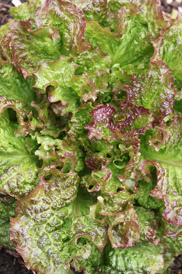 Red Leaf Sante Fe Lettuce Head