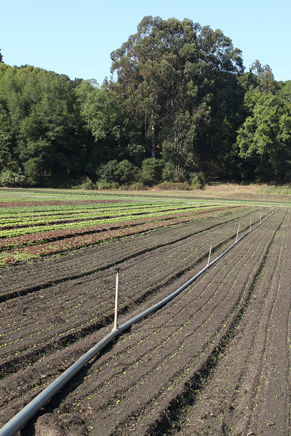 Sprinklers in Salad Mix Field