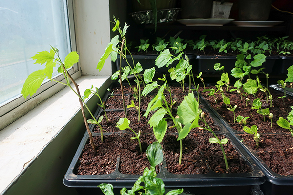 Leggy Seedlings in a Window