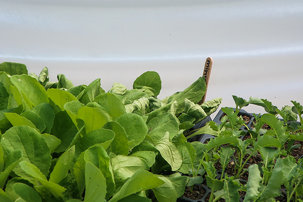 Lettuce Seedlings, wilted