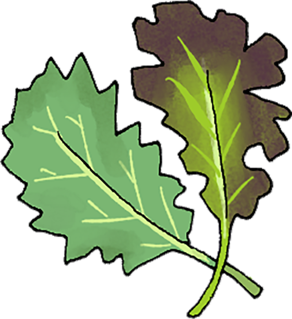 Small digital graphic of two varieties of mustard leaves, one green and one purple.