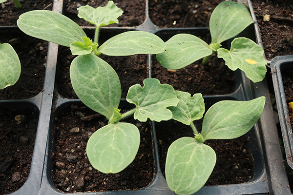 Melon Seedlings