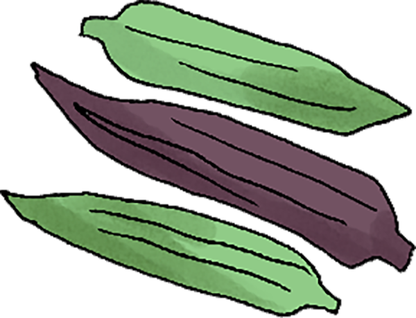 Small digital graphic of three okra pieces, two green and one purple.