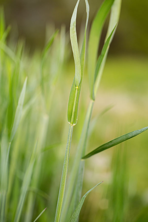 Oat Cover Crop