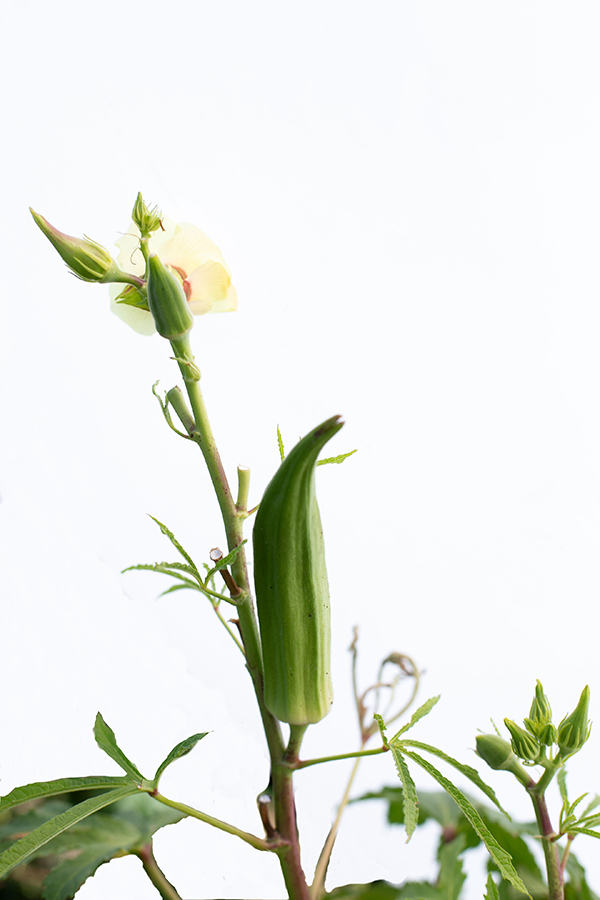 Okra growing