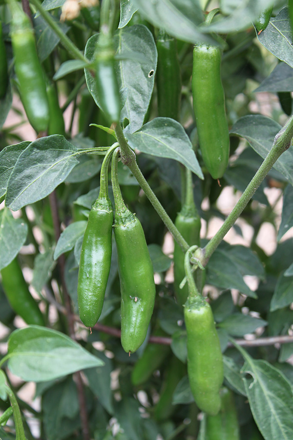 Serrano Pepper Plant