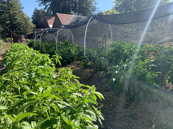 Peppers Growing under Shade Cloth
