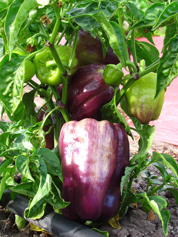 Purple Islander Bell Pepper Plant