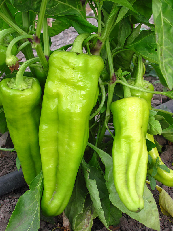 Cubanelle Pepper Portrait