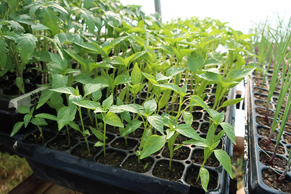 Pepper plants in greenhouse