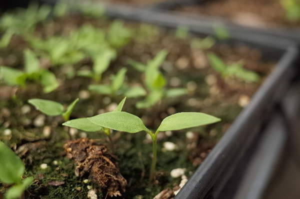 Pepper Seedling Closeup