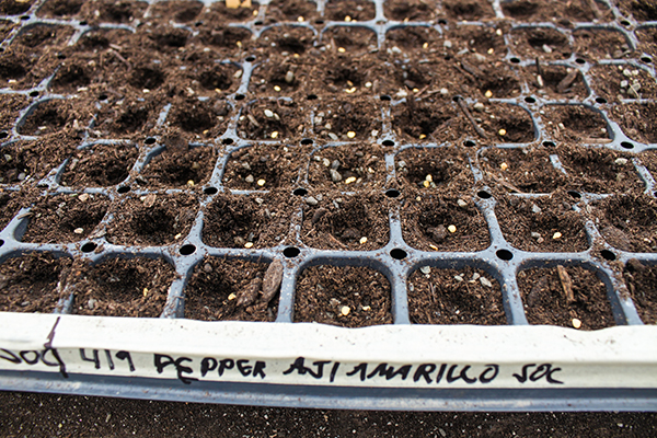 Pepper Seeds in Cell Tray Closeup